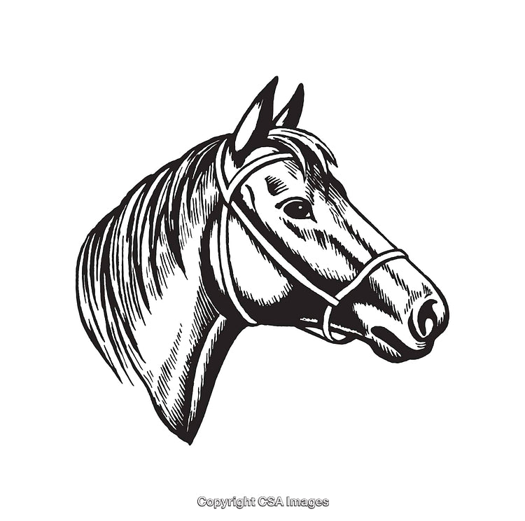 Black and White Line Art Horse Illustration Showing Detailed Head Design