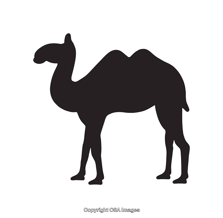 Black Silhouette Illustration of a Camel on a White Background