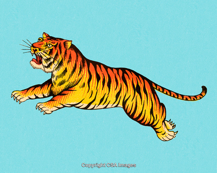 Hand-Drawn Fierce Tiger Illustration on a Vibrant Blue Background