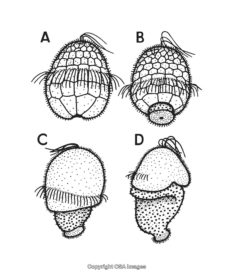 Detailed Black and White Biological Illustrations of Microorganisms