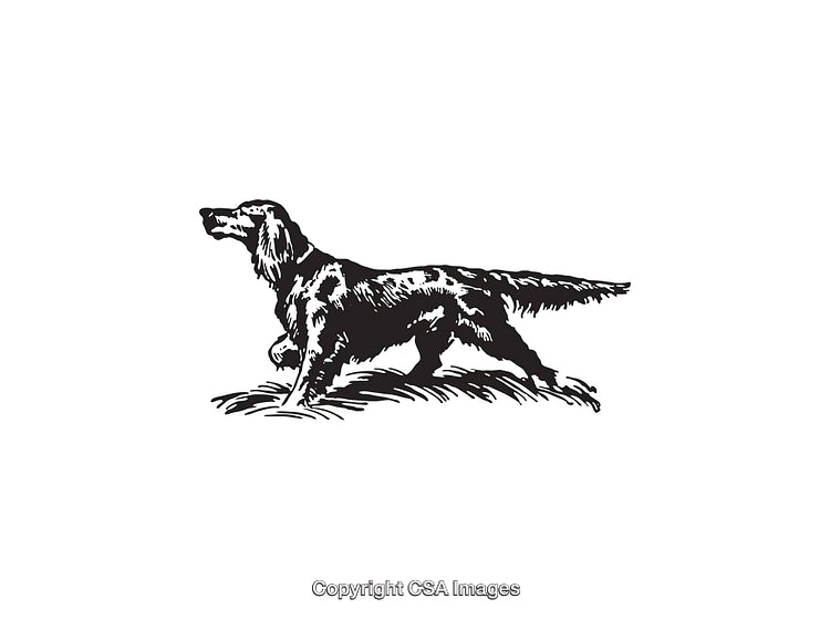 Detailed Line Art Illustration of a Pointing Dog in Black and White