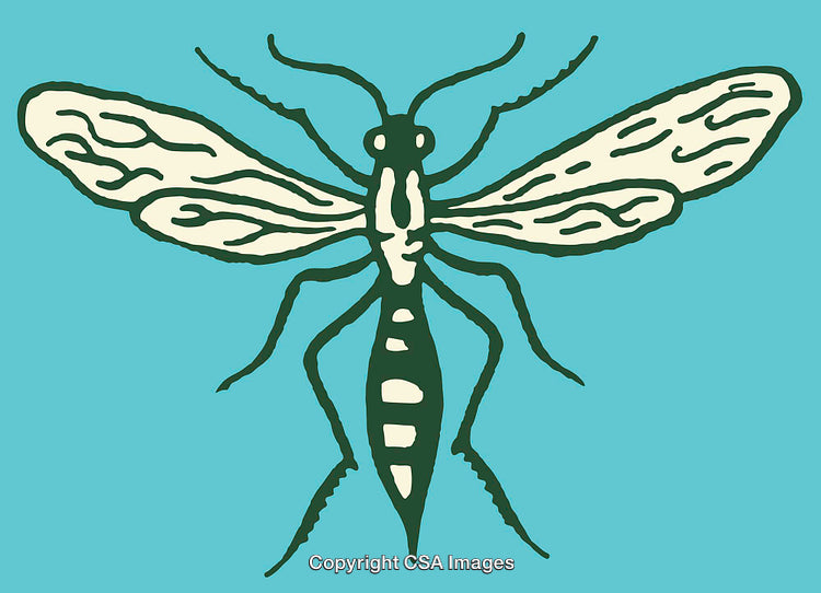 Colorful Line Art Illustration of Insect with Detailed Wings