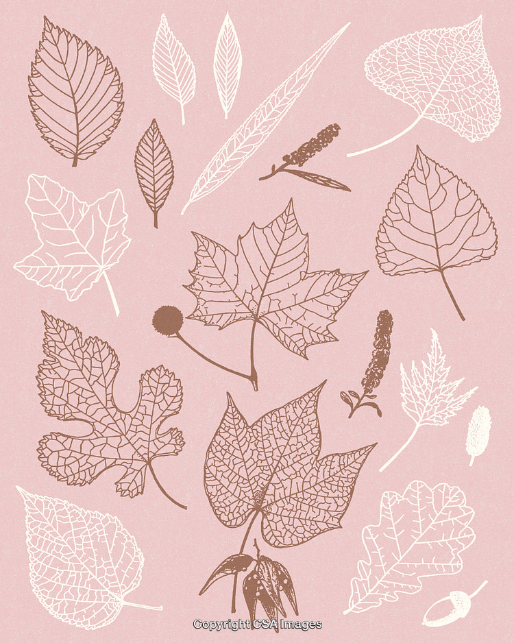 Collection of Botanical Leaf Illustrations on Soft Pink Background
