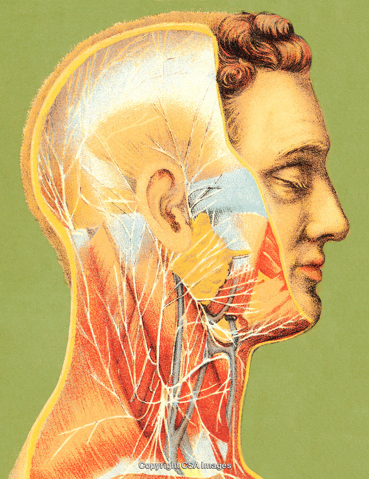 Side View of Human Anatomy Illustration With Nervous and Muscular Systems