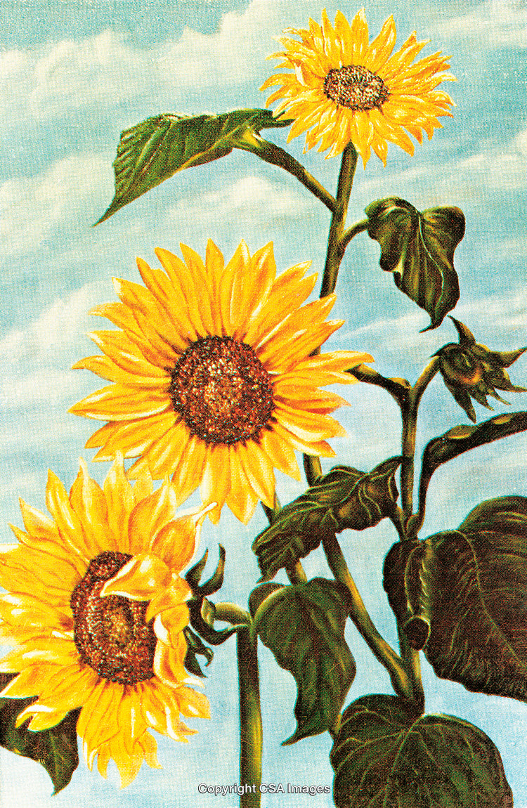 Three Vibrant Sunflowers in Full Bloom Against a Clear Blue Sky