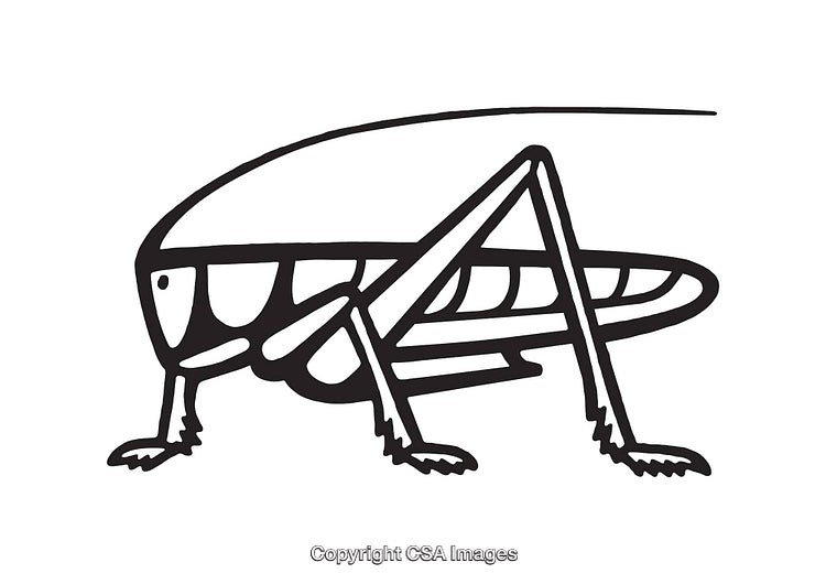 Black and White Line Art Illustration of a Grasshopper Side View