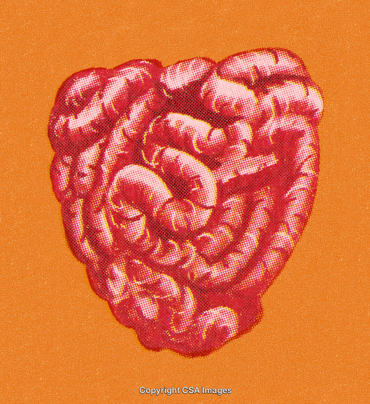Graphic Illustration of Anatomical Intestinal Structure on Vibrant Background