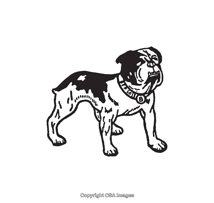 Detailed Line Art Illustration of a Standing Bulldog in Black and White