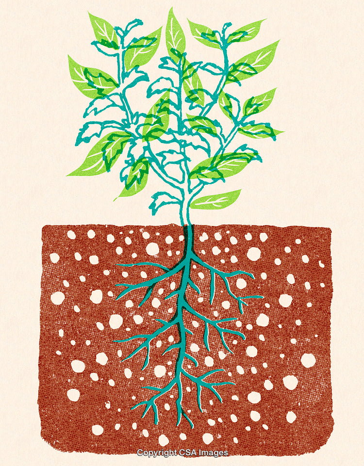 Illustration of Plant Growth with Visible Roots and Nutrient-Rich Soil