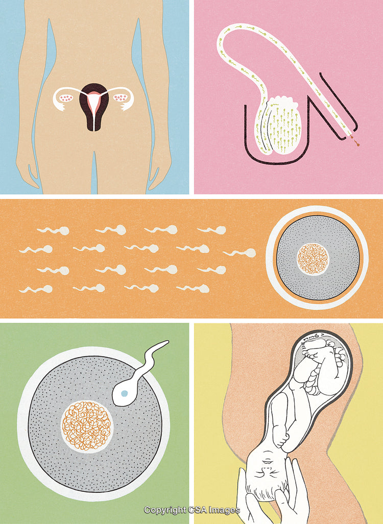 Illustration Describing Human Reproduction Process Including Fertilization and Pregnancy