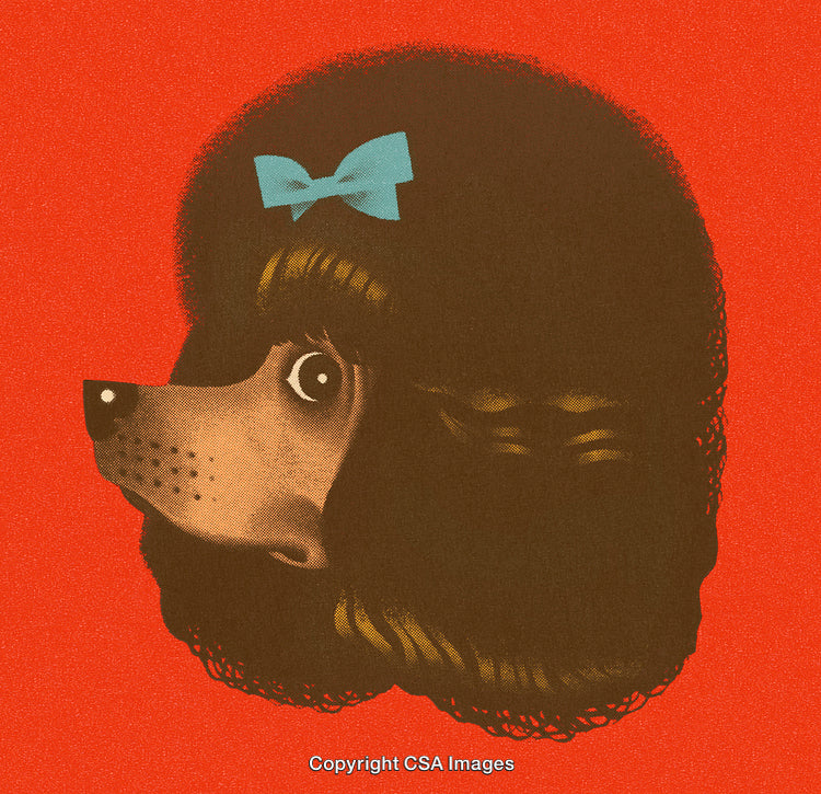 Vintage Illustration of a Stylized Poodle With a Blue Bow on Red Background