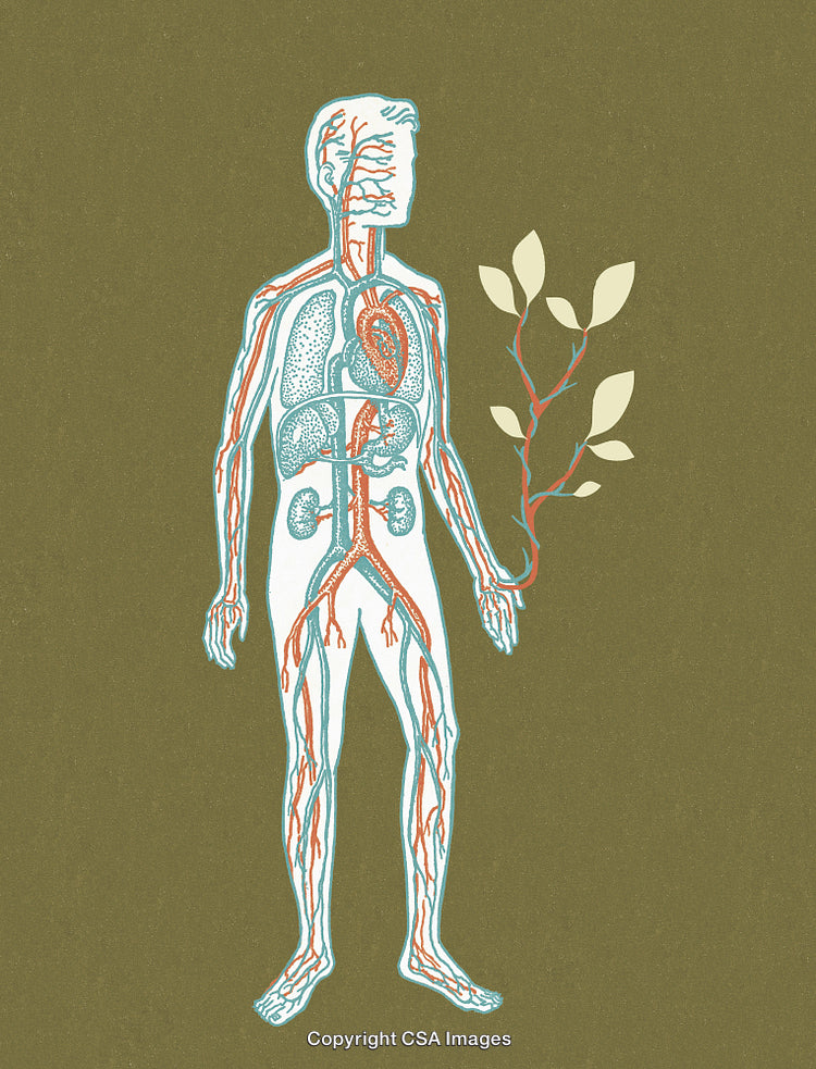Illustration of Human Anatomy with Nature-Inspired Design Elements