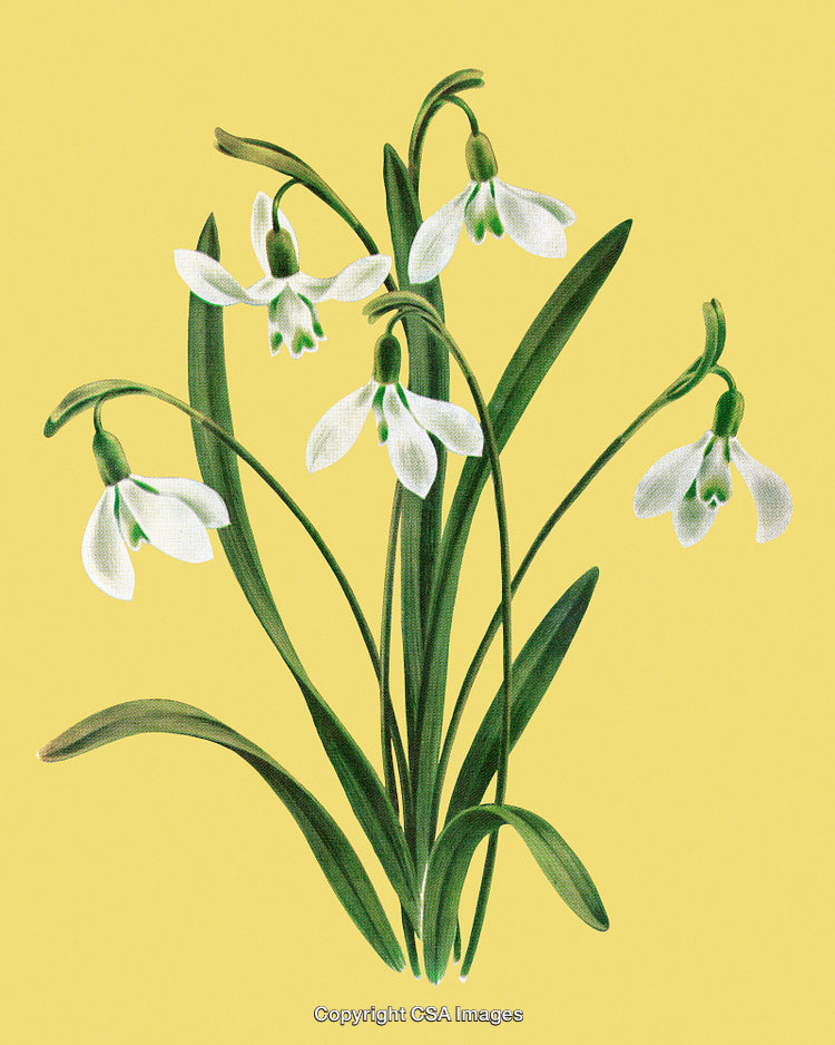 Illustration of Blooming Snowdrop Flowers on a Yellow Background