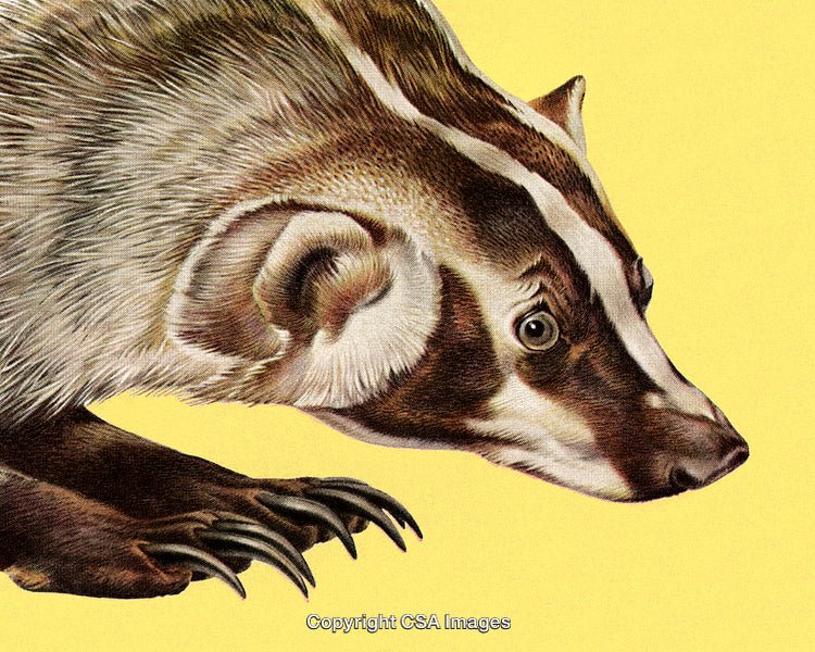 Illustrated Portrait of a European Badger on a Yellow Background