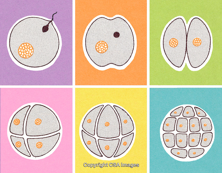 Illustration Showcasing the Stages of Cell Division on Colored Backgrounds