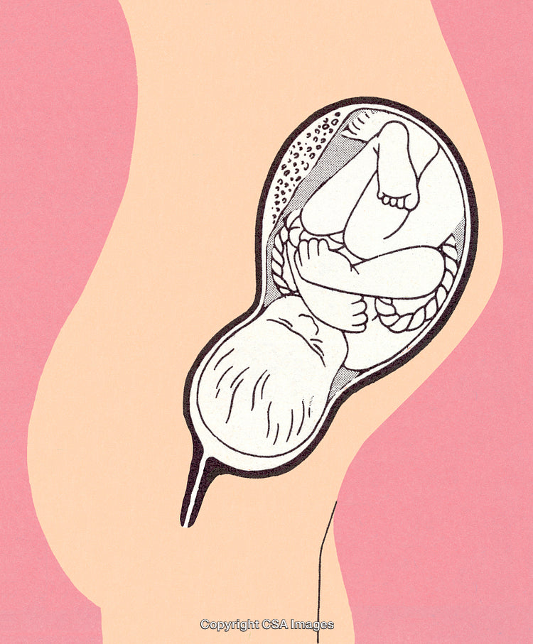 Illustration of Fetal Position During Pregnancy in the Womb