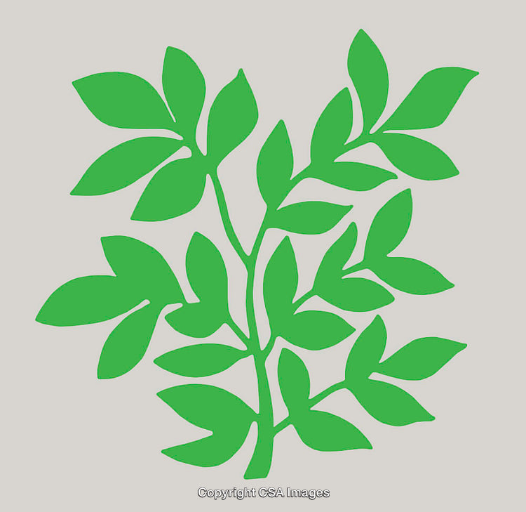 Green Leafy Branch Illustration on White Background in Minimalist Style