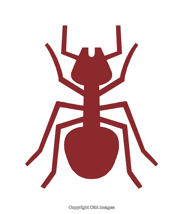 Detailed Icon Illustration of a Red Ant on White Background