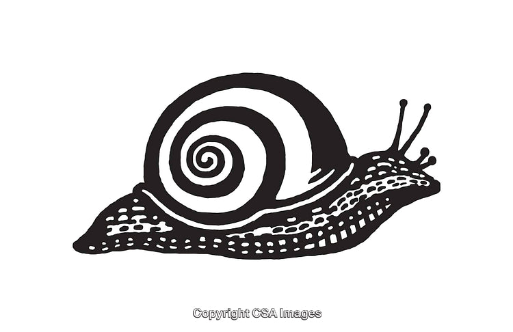 Black and White Line Art Illustration of a Snail