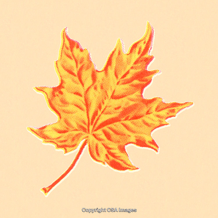 Bright Artistic Representation of an Orange Maple Leaf on Beige Background