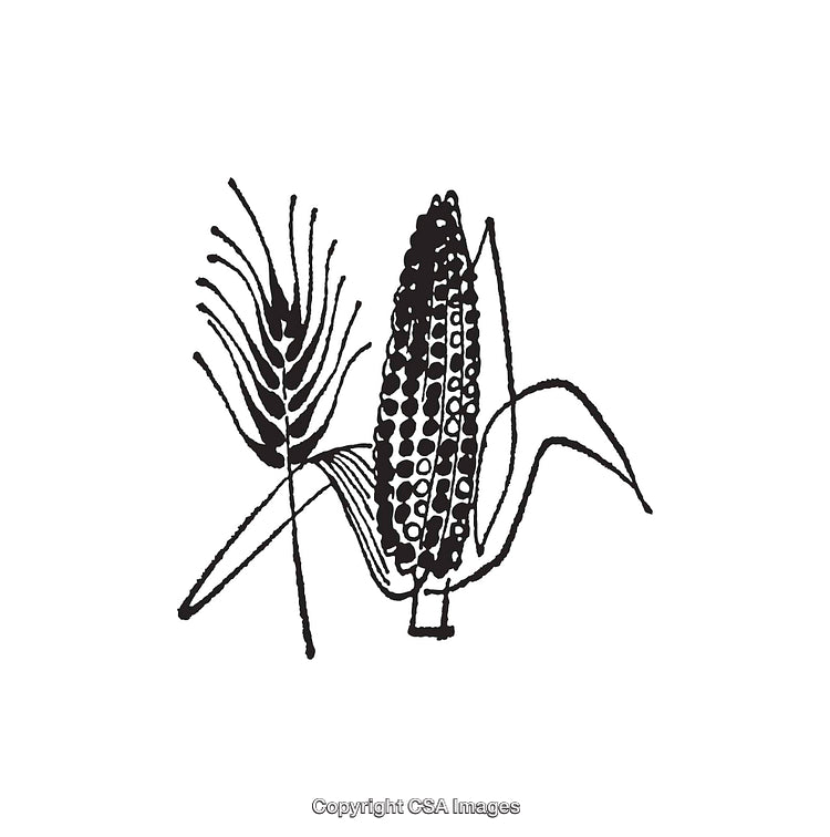 Black and White Line Art of Corn and Wheat Illustrations