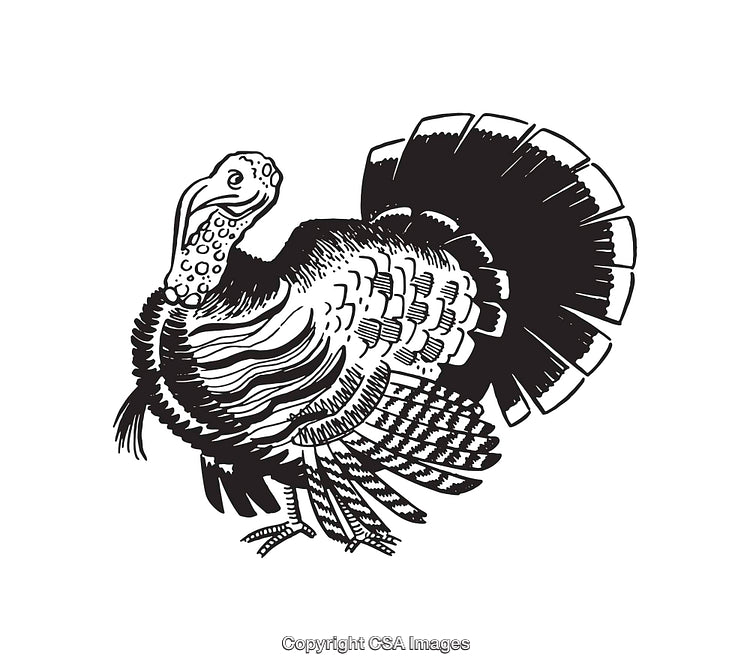 Black and White Line Art Illustration of a Detailed Turkey Bird