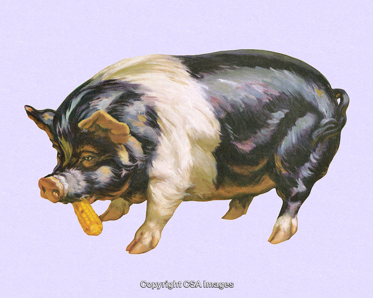 Illustration of a Pig Eating Corn Against a Light Pastel Background