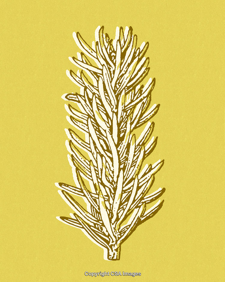 Minimalist Botanical Drawing of a Sprig Against a Yellow Background