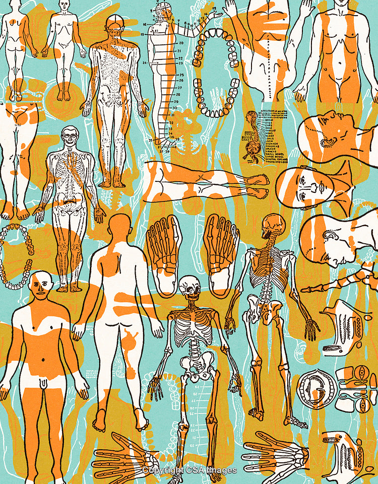 Anatomical Illustrations with Skeletons and Human Body Diagrams in Dynamic Art Style