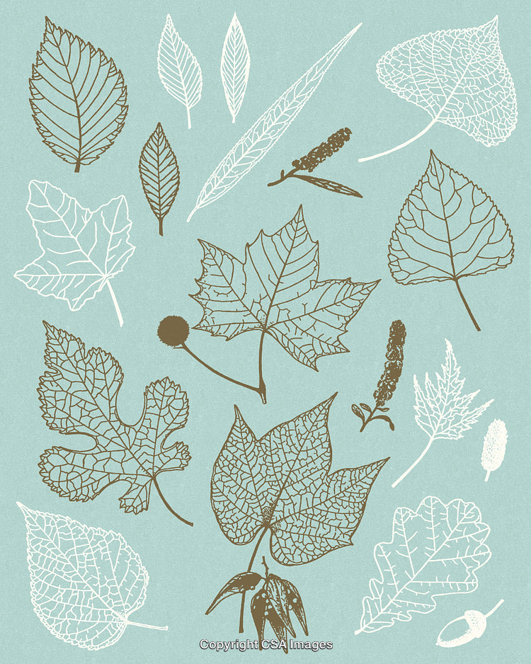 Botanical Illustration of Leaves with Elegant Designs on Blue Background