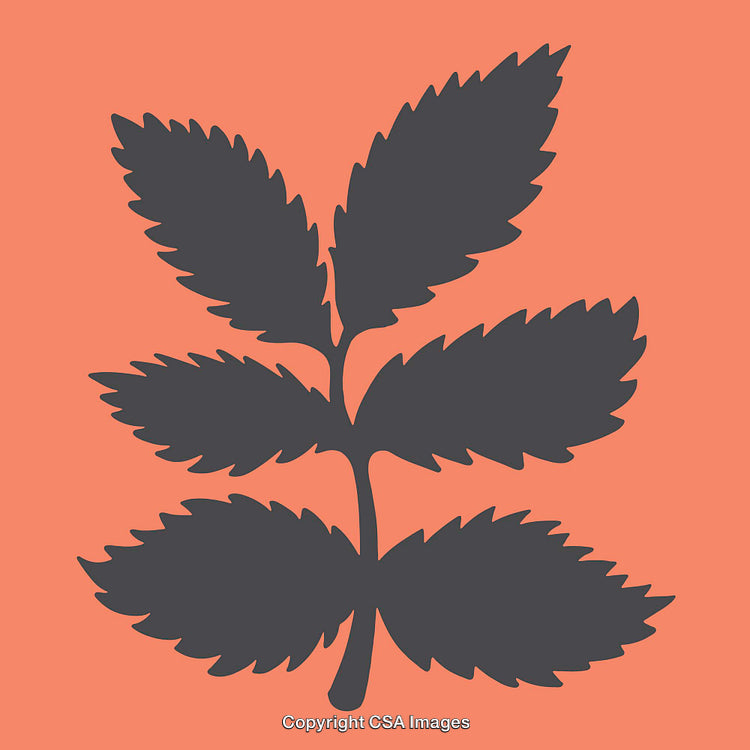 Stylized Black Leaf Silhouette on Bold Orange Background