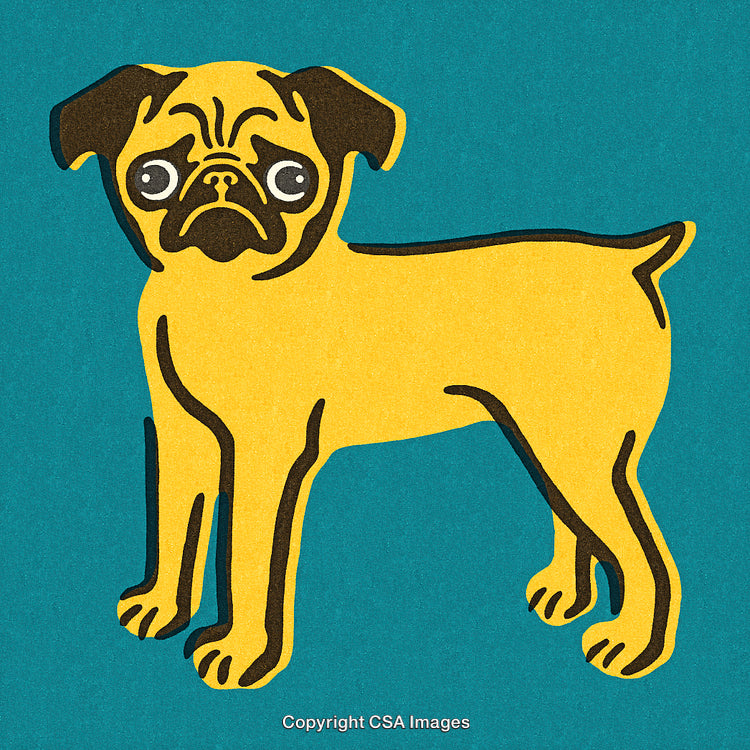 Vintage Illustration of a Yellow Pug Against a Teal Background