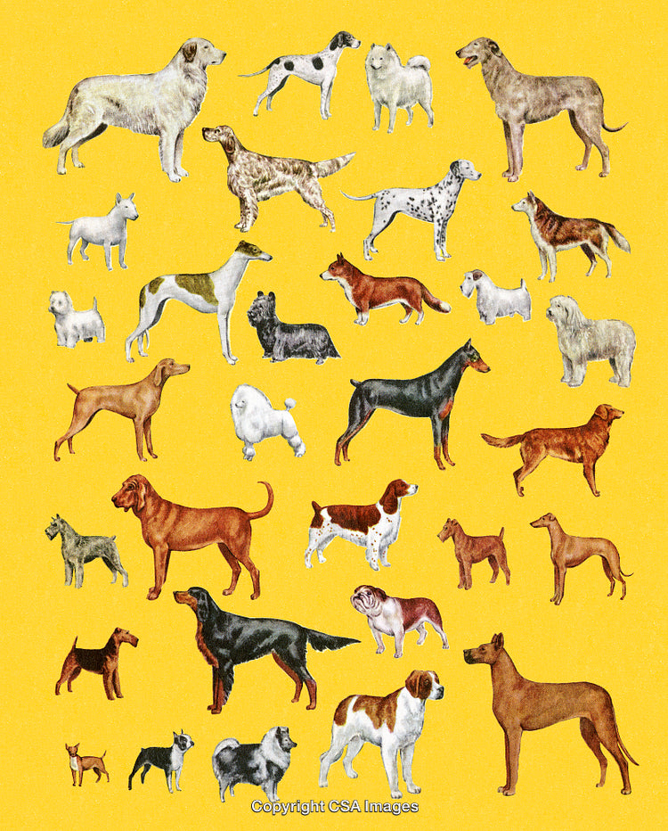 Various Dog Breeds Illustrated on a Bright Vibrant Yellow Background