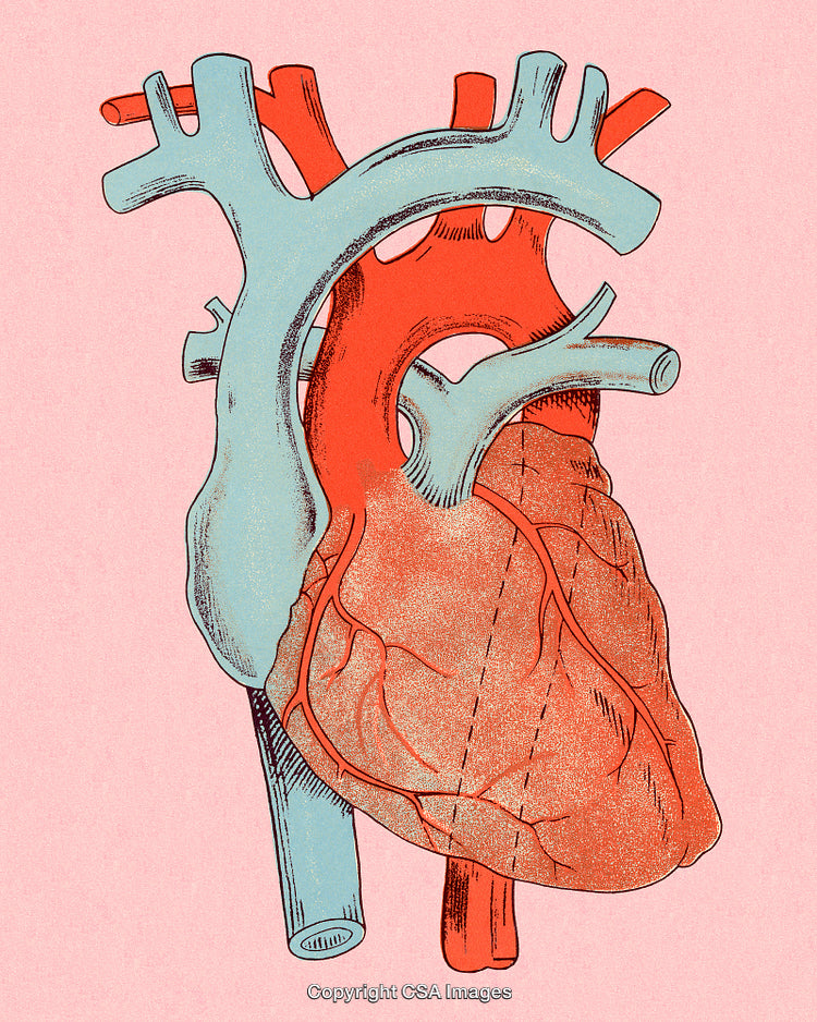 Detailed Artistic Illustration of the Human Heart with Vivid Colors