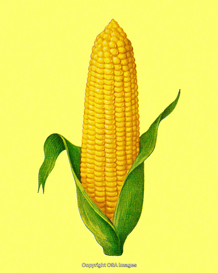 Bright Yellow Corn on Cob Isolated on Vibrant Background
