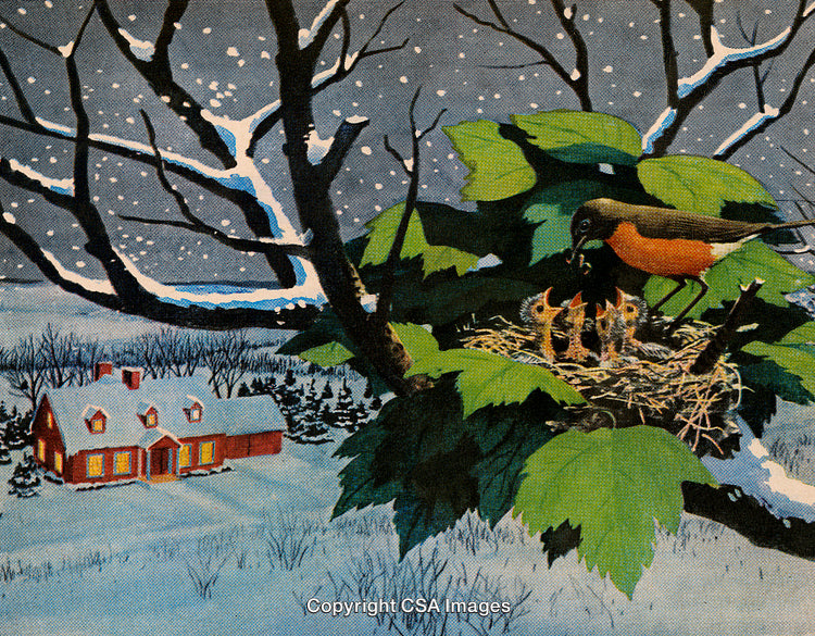 Mother Bird Feeding Chicks in Winter Scene With Snowy Cottage