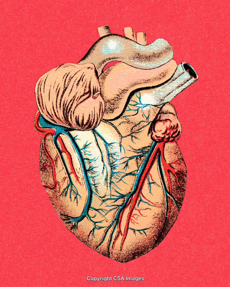 Artistic Depiction of a Human Heart Illustration on Vibrant Red Background