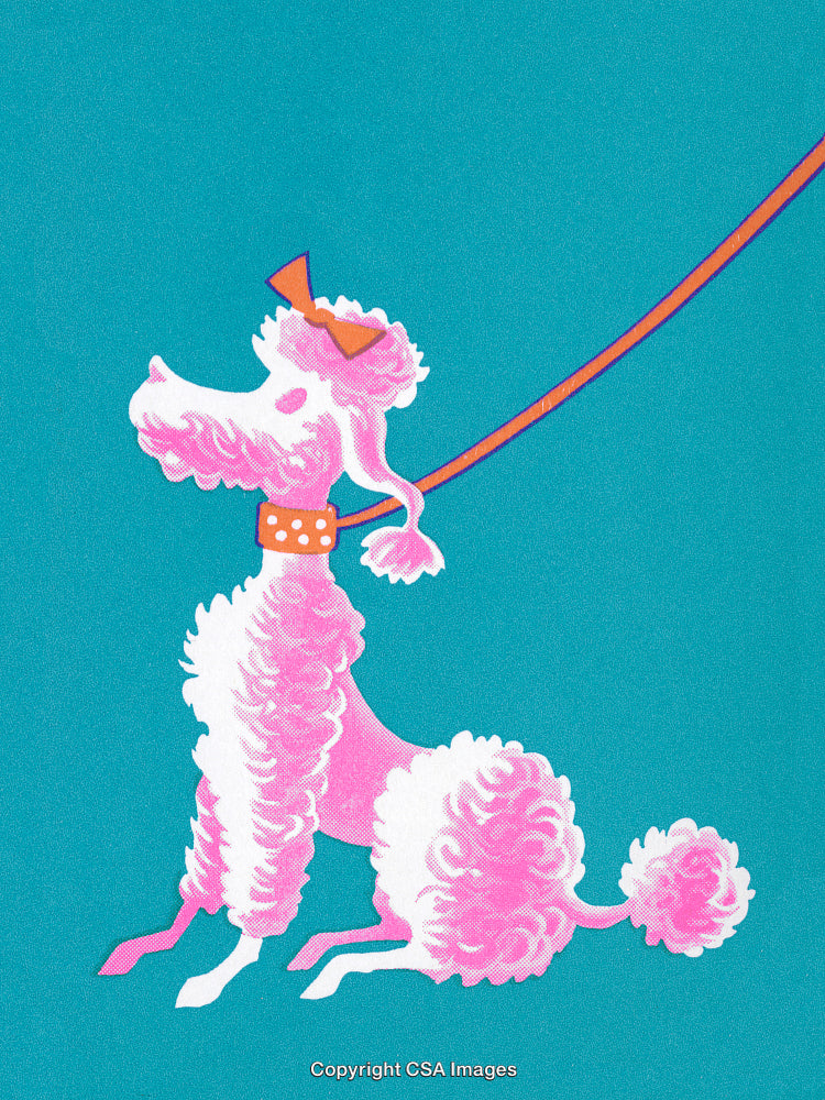 Illustrative Pink Poodle Dog in Retro Style on Turquoise Background
