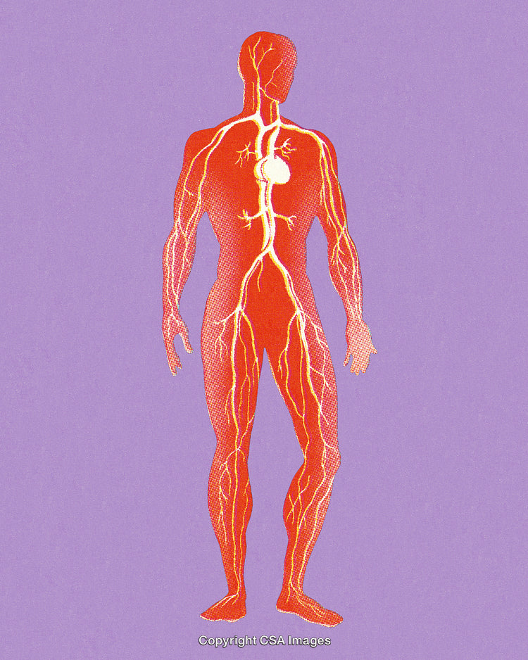 Detailed Illustration of Human Circulatory System on Vibrant Purple Background