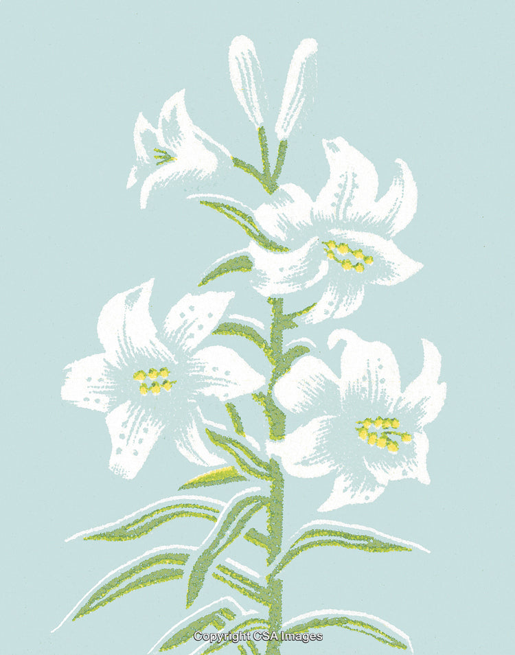 White Lily Plant