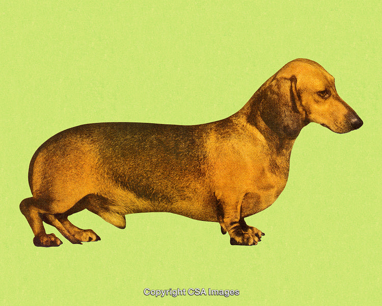 Stylized Illustration of a Dachshund Dog on a Bright Green Background