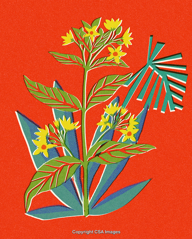 Colorful Botanical Illustration Featuring Yellow Flowers on Bold Red Background