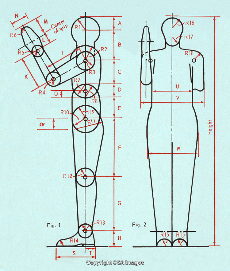 Technical Diagram of Human Proportions and Measurements in Side and Front Views