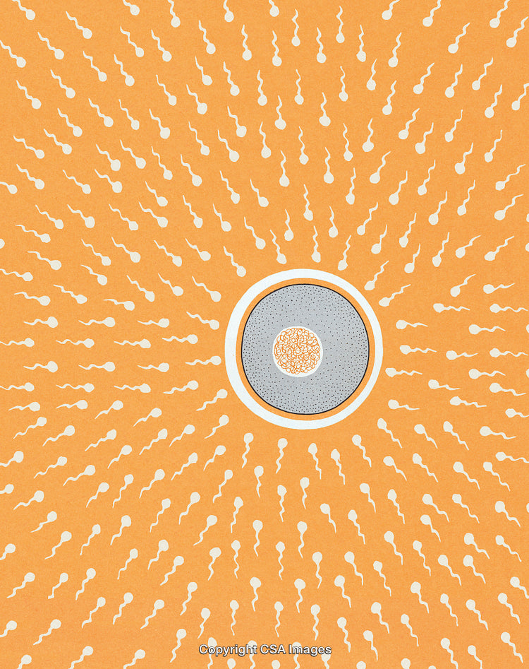 Abstract Illustration of Fertilization Process With Sperm Cells Approaching Egg