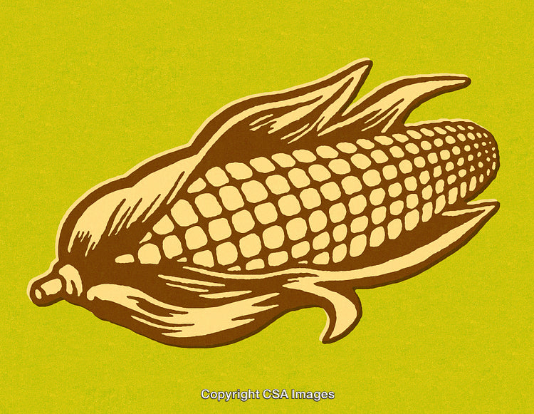 Retro Illustration of a Corn Ear with Rustic Design Elements