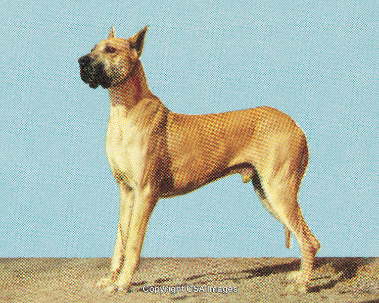 Stylized Great Dane Standing Against Clear Blue Sky in Retro Pop Art Style