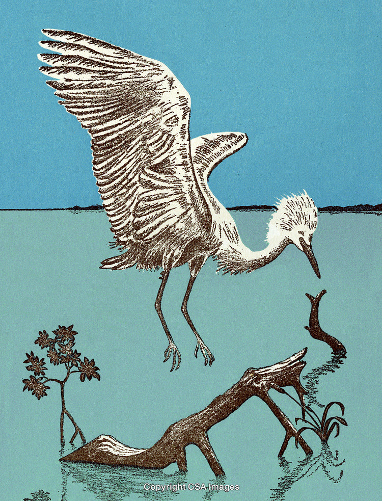 Illustration of a Heron in a Marshland with Artistic Detail