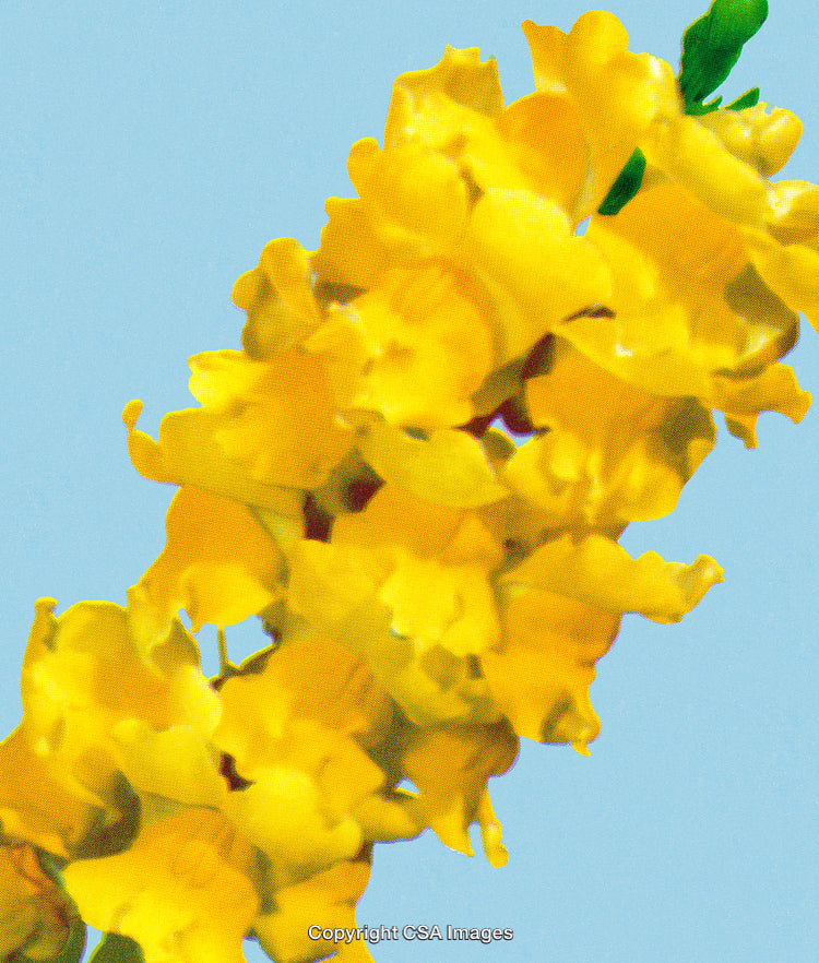Close-Up of Vibrant Yellow Flowers with Blue Background in Stylized Artwork