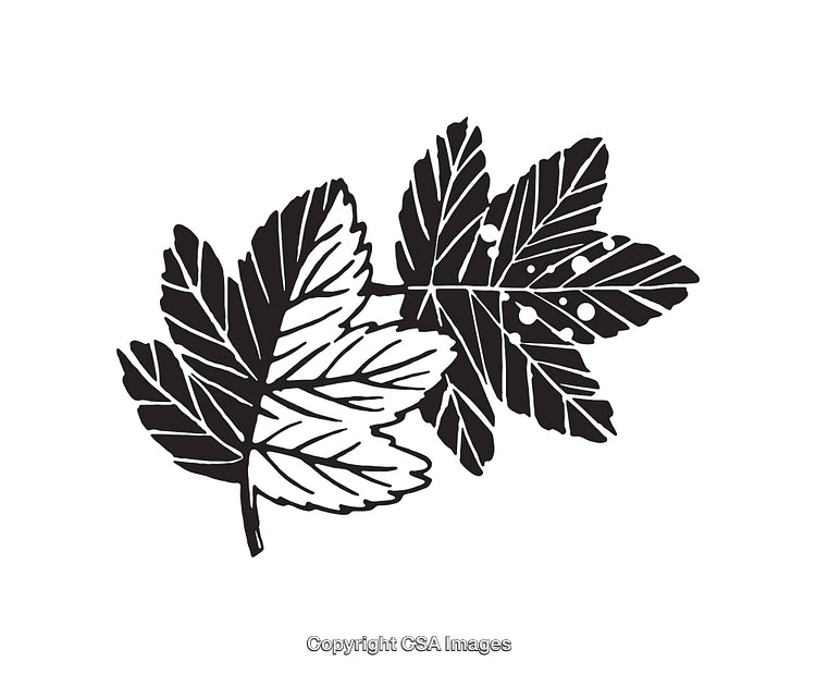 Black and White Line Art Illustration of Decorative Maple Leaves
