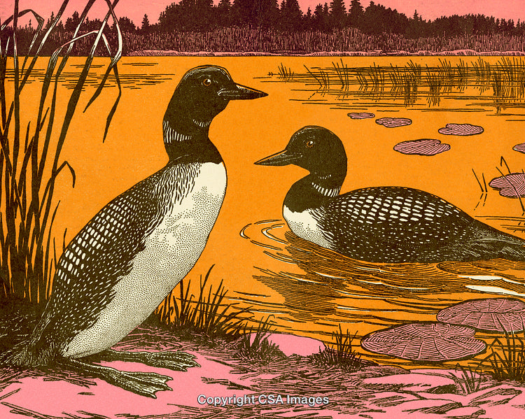 Illustration of Ducks on Lake With Orange Sky and Lily Pads